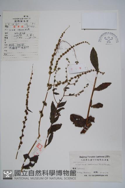 琉璃草藏品圖，第1張