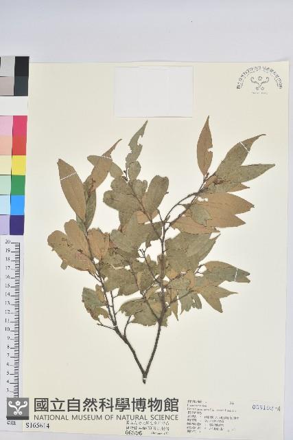 長尾栲、長尾柯、長尾尖葉櫧藏品圖，第1張