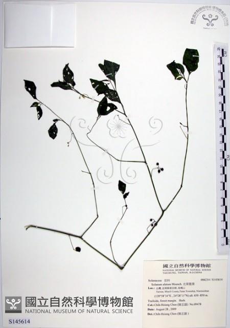 光果龍葵藏品圖，第1張