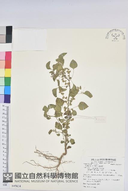 鐵莧菜藏品圖，第1張