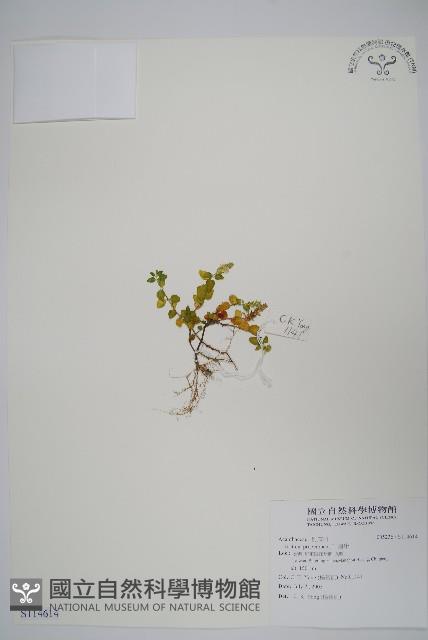 爵床藏品圖，第1張