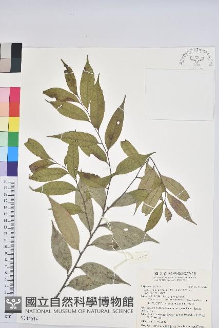 烏來柯、楒、淋漓藏品圖，第1張