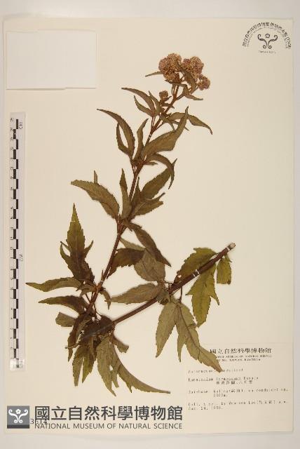 臺灣澤蘭藏品圖，第1張