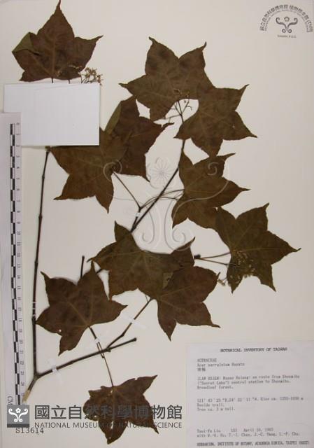 青楓藏品圖，第1張