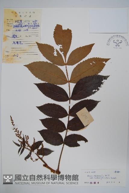 濱鹽膚木、羅氏鹽膚木藏品圖，第1張