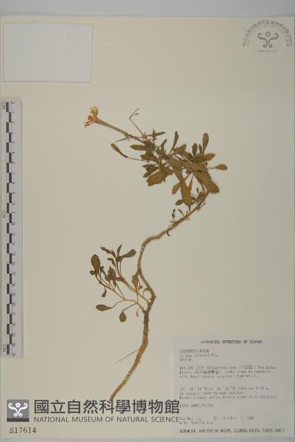 蠅子草藏品圖，第1張