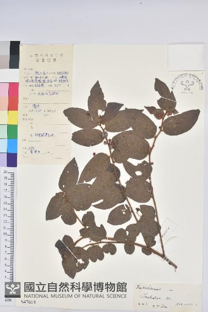 登錄號:S047614藏品圖，第1張