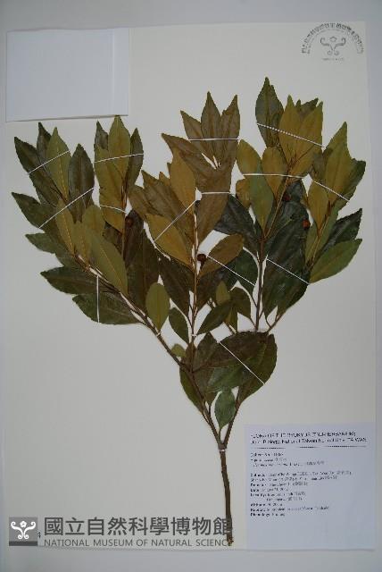 倒卵葉冬青、金平氏冬青藏品圖，第1張