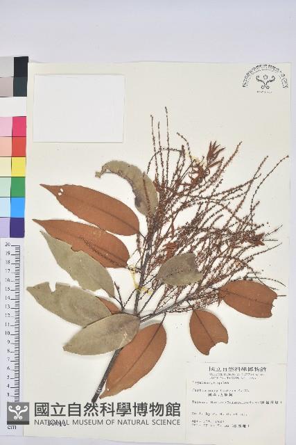 刺栲、鉤栗、火燒柯藏品圖，第1張