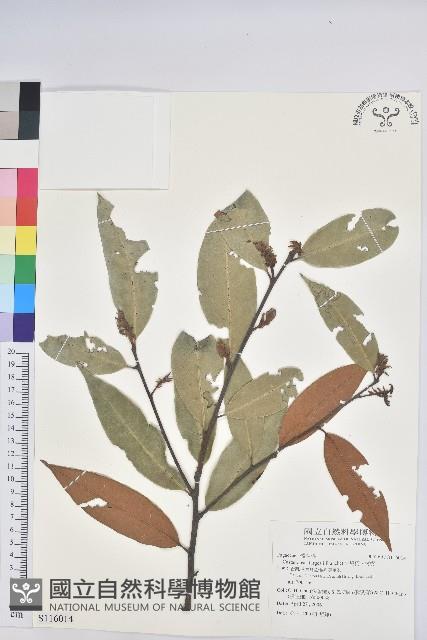 火燒柯、栲樹藏品圖，第1張