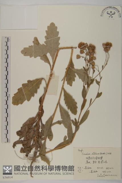 大刺兒菜藏品圖，第1張