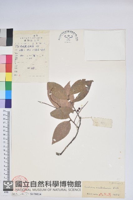 江南越橘藏品圖，第1張