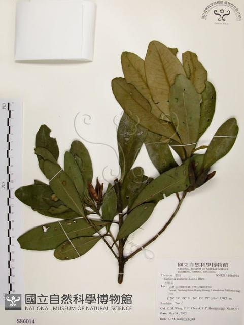 大頭茶藏品圖，第1張