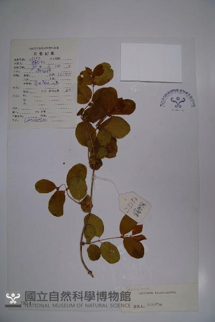 毛花忍冬藏品圖，第1張