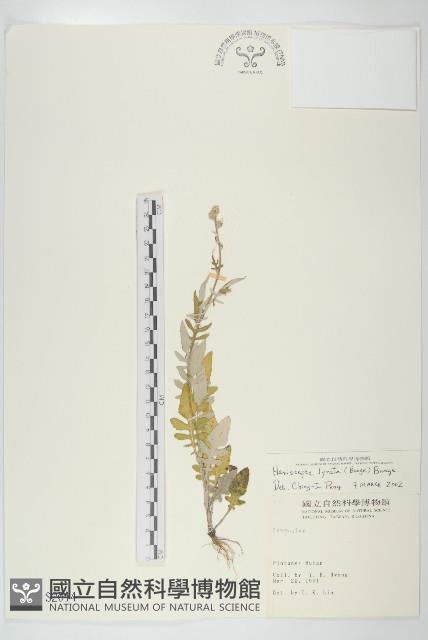 泥胡菜藏品圖，第1張