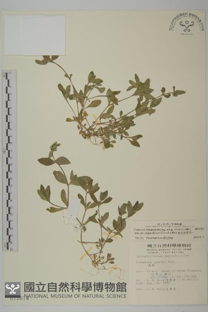 簇生卷耳藏品圖，第1張