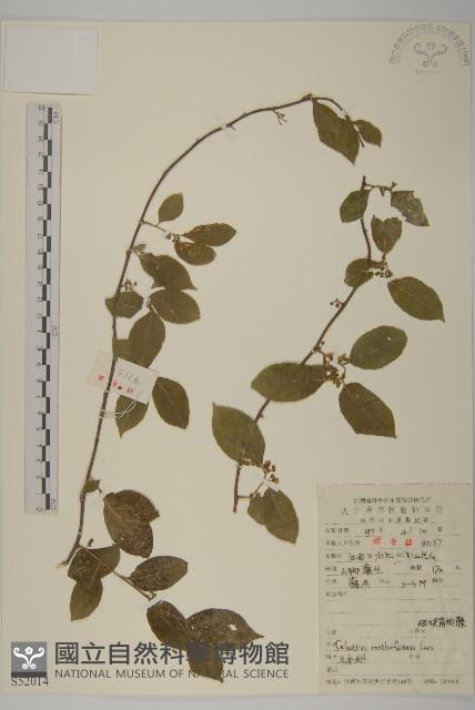 短梗南蛇藤藏品圖，第1張