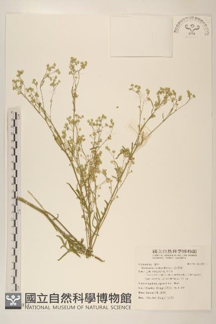 銀膠菊藏品圖，第1張