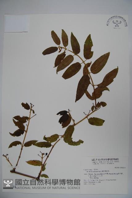 阿里山忍冬、漸尖葉忍冬藏品圖，第1張