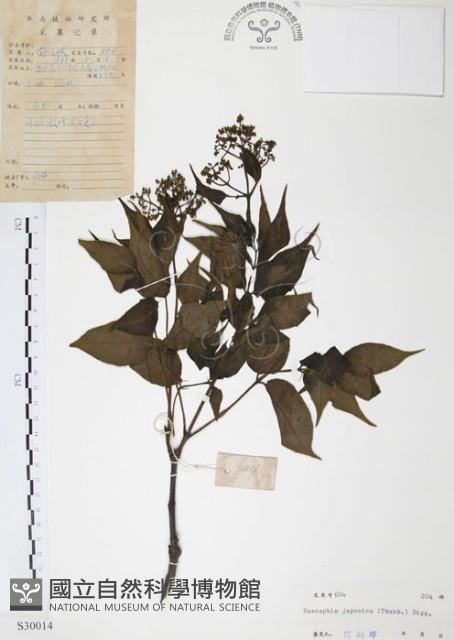 灰色木藍藏品圖，第1張