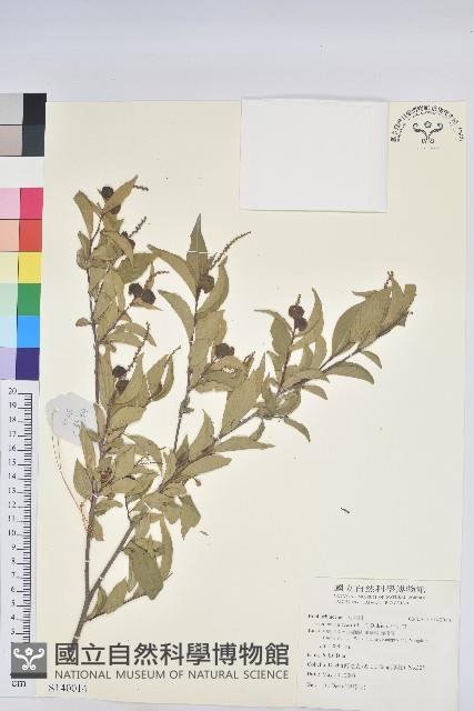 草沉香藏品圖，第1張