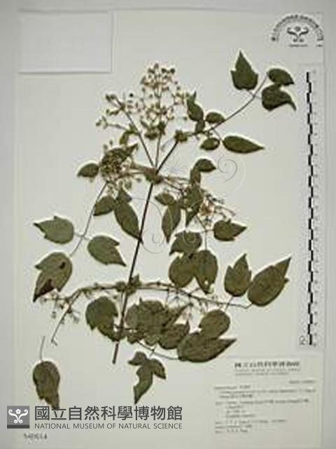 梨山小蓑衣藤藏品圖，第1張