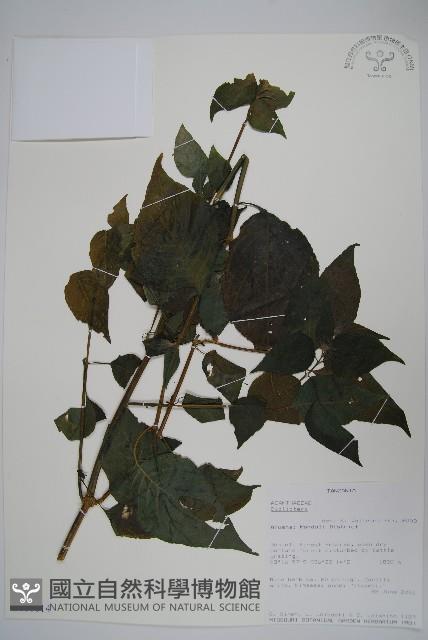 登錄號:S101014藏品圖，第1張