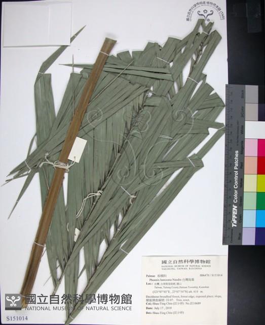 台灣海棗藏品圖，第1張