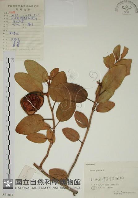 薜荔藏品圖，第1張