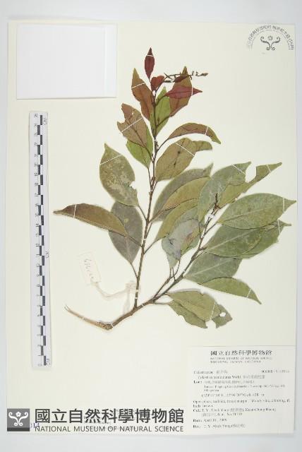 亨利氏伊立基藤藏品圖，第1張