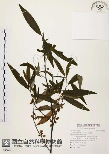 山胡椒藏品圖，第1張