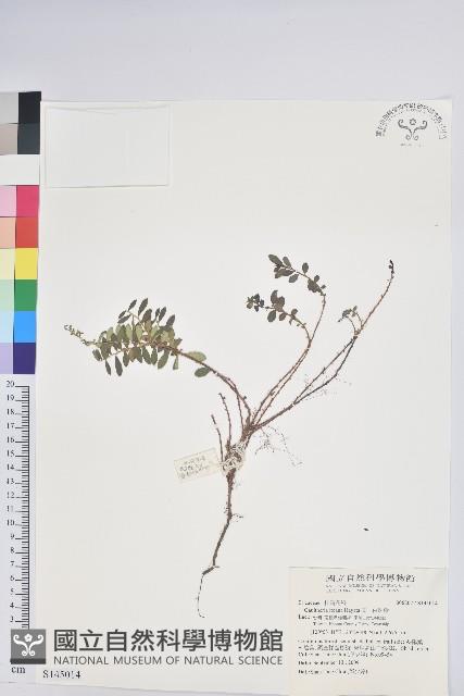 高山白珠樹藏品圖，第1張