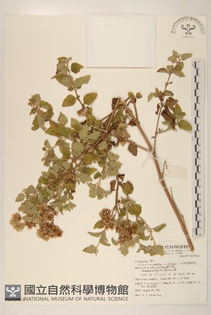 小舌菊、蔓綿菜藏品圖，第1張