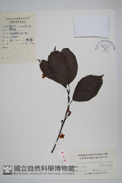 京梨獼猴桃藏品圖，第1張