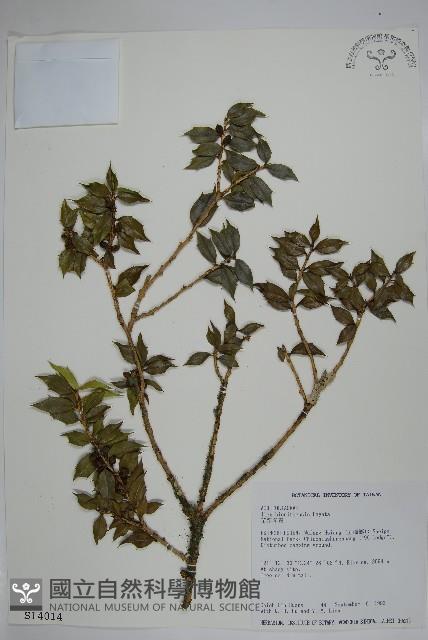 苗栗冬青藏品圖，第1張