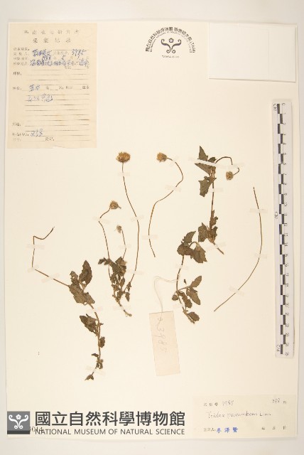 長柄菊藏品圖，第1張