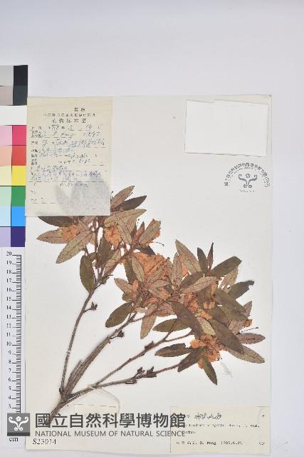 柳條杜鵑藏品圖，第1張