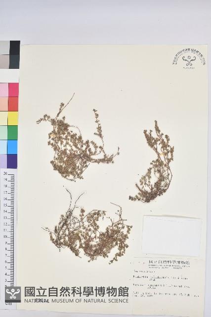 新竹地錦藏品圖，第1張