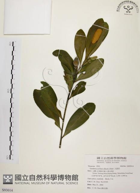 大頭茶藏品圖，第1張