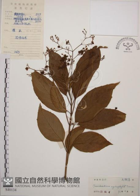 大青藏品圖，第1張