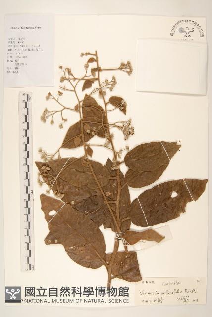 茄葉斑鳩菊藏品圖，第1張