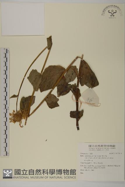 登錄號:S137014藏品圖，第1張