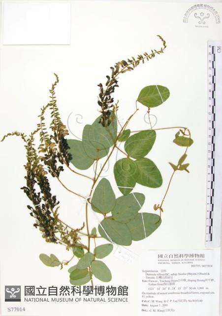 台灣山黑扁豆藏品圖，第1張