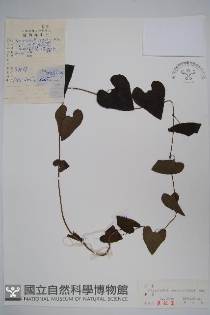 北馬兜鈴藏品圖，第1張