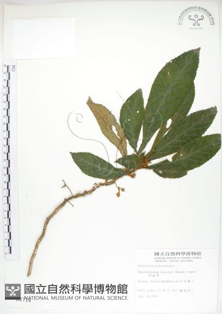 同蕊草、異色線柱苣苔藏品圖，第1張