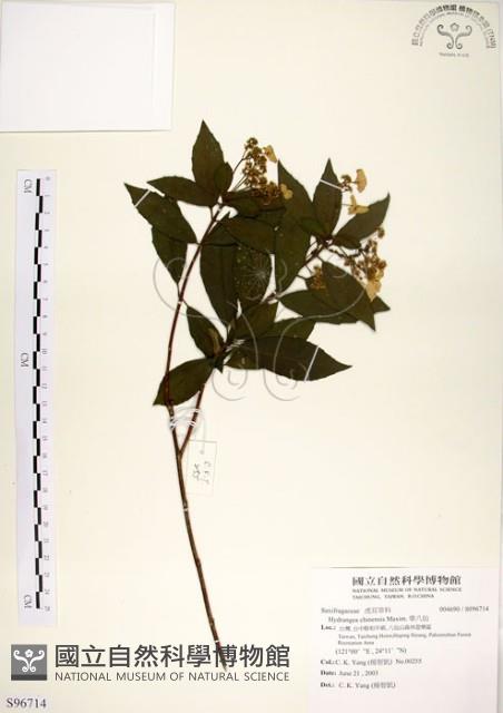 華八仙藏品圖，第1張