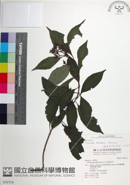 台北玉葉金花藏品圖，第1張