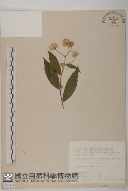 大頭艾納香藏品圖，第1張