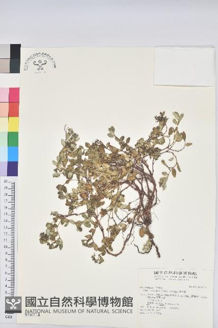 濱大戟藏品圖，第1張