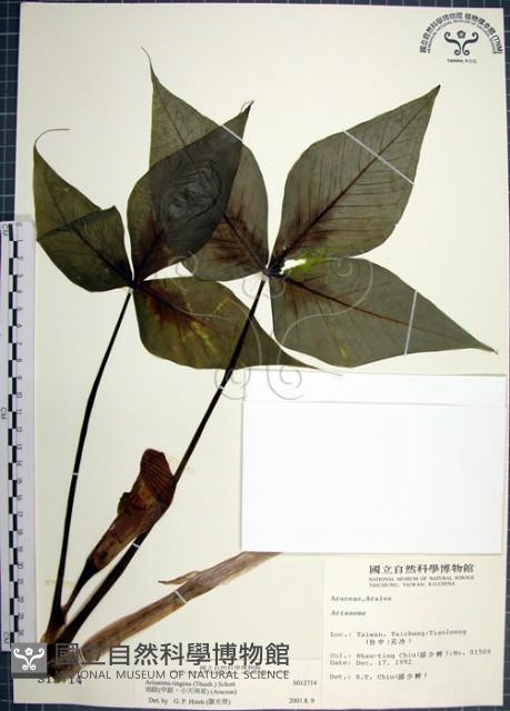 申跋、油跋、小天南星藏品圖，第1張